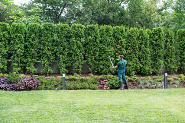 Professional Tree Removal and Landscaping Services in Sprague, WV